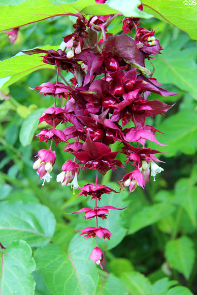 Flowers at Priorwood Garden. Melrose, Scotland.