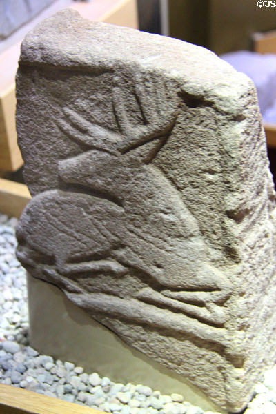 Carved stag on Pictish stone at St Vigeans Museum. Arbroath, Scotland.