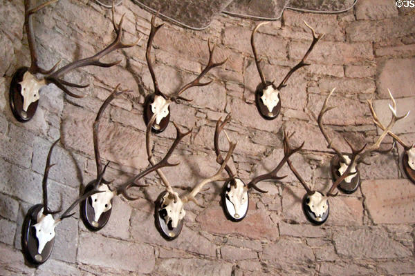 Trophy horns in spiral staircase at Glamis Castle. Angus, Scotland.