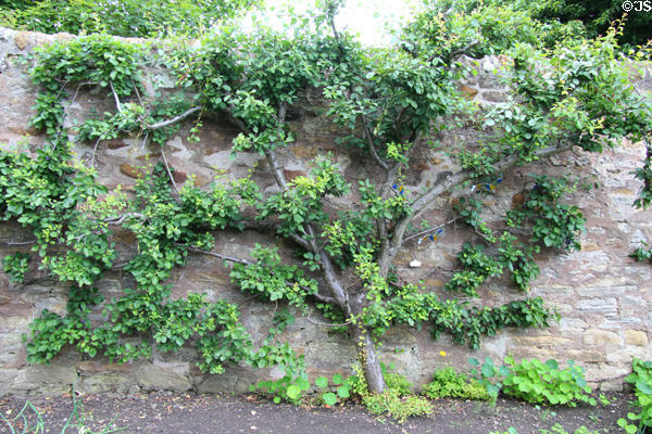 Garden espalier at Kellie Castle. Pittenweem, Scotland.