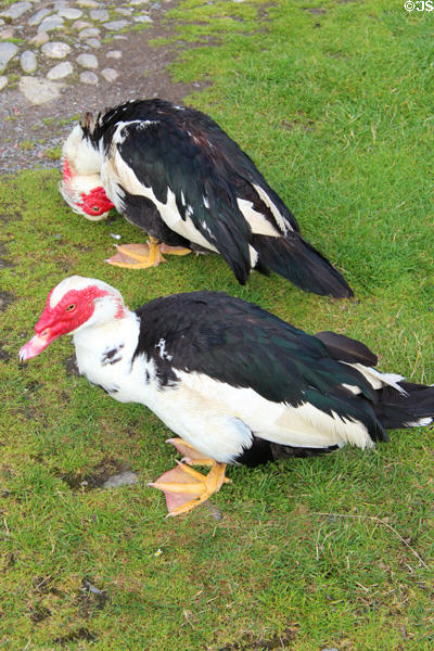 Geese at Highland Folk Museum. Newtonmore, Scotland.