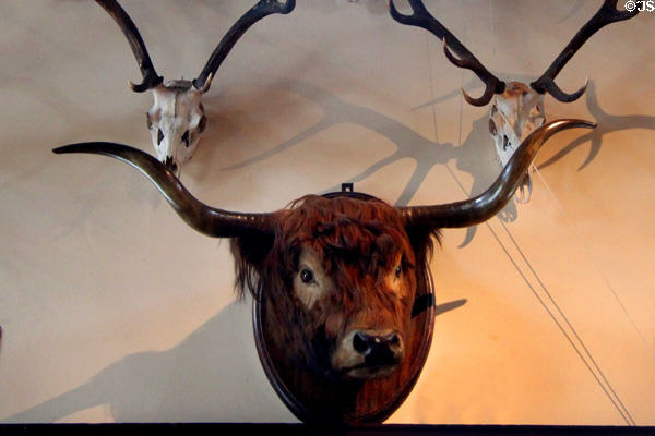 Mounted highland cow head in Ballroom at Blair Castle. Pitlochry, Scotland.