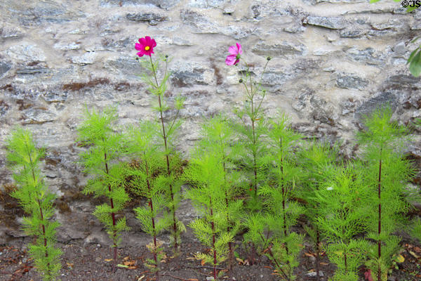 Garden flowers at Blair Castle. Pitlochry, Scotland.