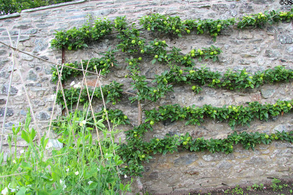 Espaliered apples at Blair Castle. Pitlochry, Scotland.