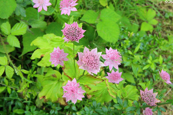 Flowers at Huntingtower Castle. Perth, Scotland.