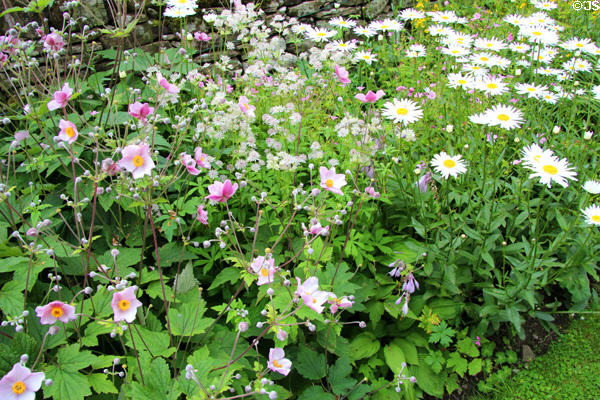 Flowers at Huntingtower Castle. Perth, Scotland.