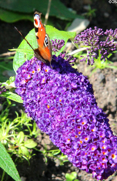 Peacock butterfly <i>Inachis io</i> at Cardoness Castle. Scotland.