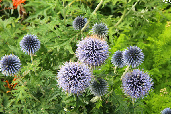 Allium flowers at Maclellan's Castle. Kirkcudbright, Scotland.