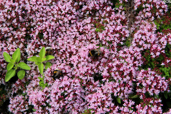 Flowers at Maclellan's Castle. Kirkcudbright, Scotland.