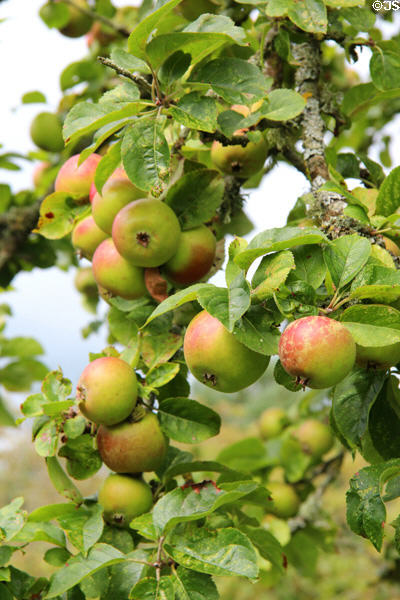 Apple tree in garden at Broughton House. Kirkcudbright, Scotland.