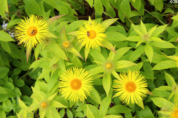 Bees on yellow flowers at Threave Garden. Rhonehouse, Scotland.