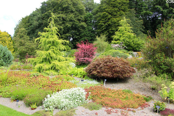 Weeping shrubs at Threave Garden. Rhonehouse, Scotland.