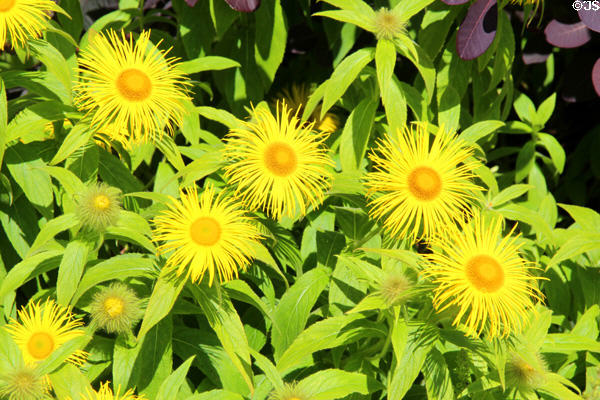 Garden at Crathes Castle. Crathes, Scotland.