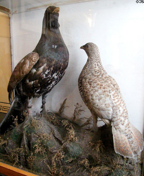 Taxidermied capercaillie bird at Haddo House. Methlick, Scotland.