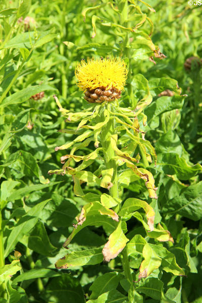 Flowers at Pitmedden Garden. Pitmedden, Scotland.