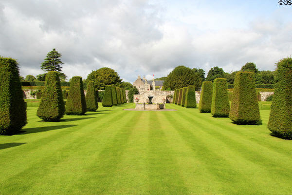 Shaped yew trees for alley at Pitmedden Garden. Pitmedden, Scotland.
