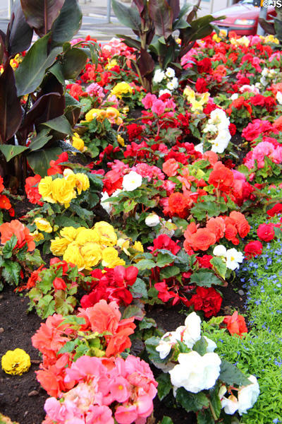 Flower bed at Cawdor Castle. Cawdor, Scotland.