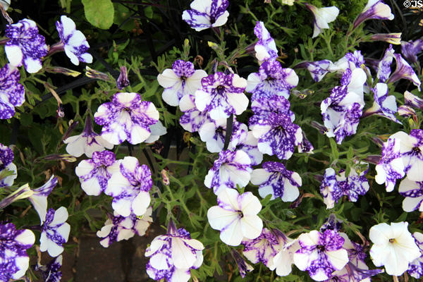 Purple & white petunias. Broadway, England.