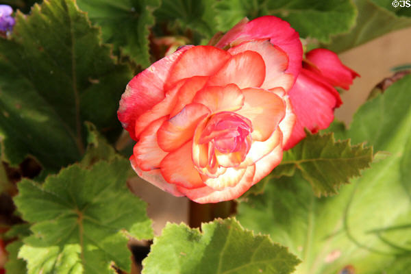 Tuberous Begonia in full flower. Broadway, England.