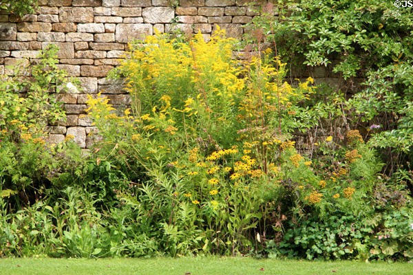 Rustic plantings along stone wall at Chastleton House. Moreton-in-Marsh, England.