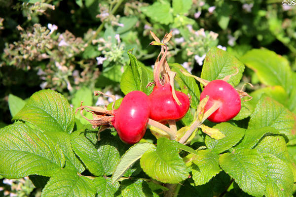 Rose hips in gardens at Chastleton House. Moreton-in-Marsh, England.