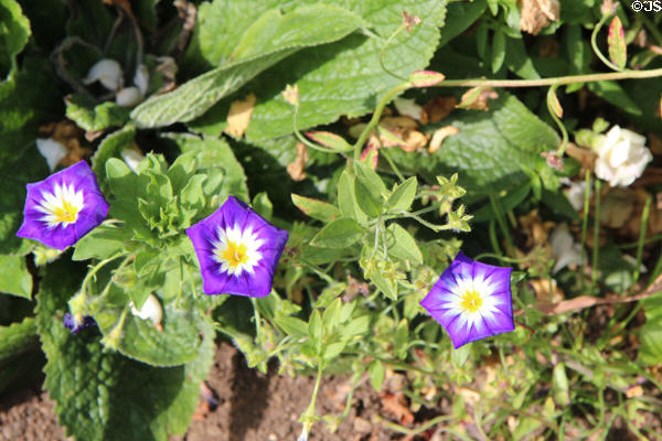 Morning Glories at Chastleton House. Moreton-in-Marsh, England.