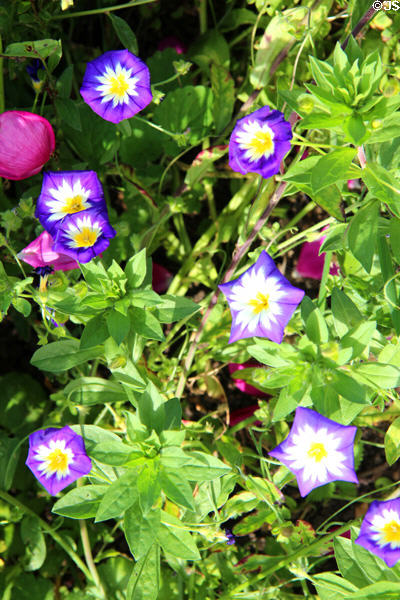 Morning Glories at Chastleton House. Moreton-in-Marsh, England.