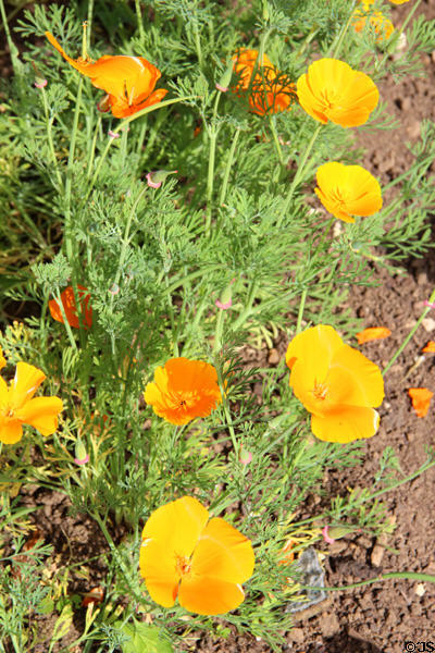 California poppies in garden at Chastleton House. Moreton-in-Marsh, England.