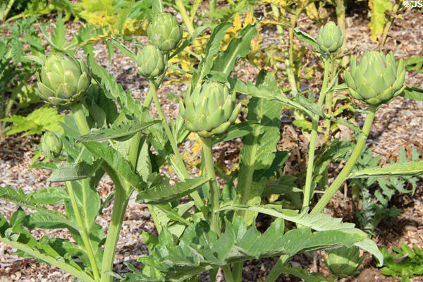 Artichokes in garden at Chastleton House. Moreton-in-Marsh, England.