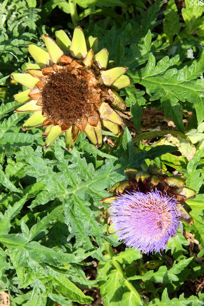 Sunflower & artichoke flower (thistle) in garden at Chastleton House. Moreton-in-Marsh, England.