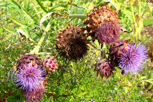 Artichoke flowers (thistles) at Chastleton House. Moreton-in-Marsh, England.