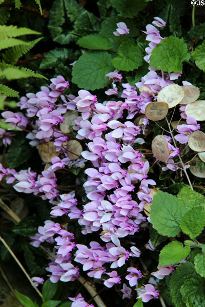 Cyclamen plants in Snowshill Manor garden. England.