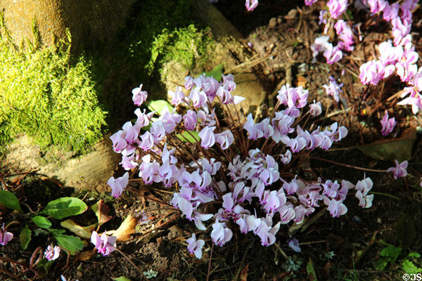 Cyclamen plants in Snowshill Manor garden. England.