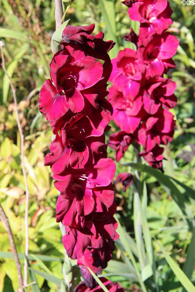 Deep pink gladiolus flowers in Snowshill Manor garden. England.