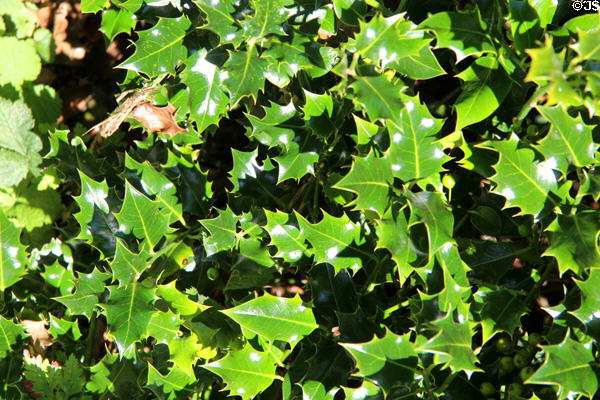 Holly leaves in Snowshill Manor garden. England.