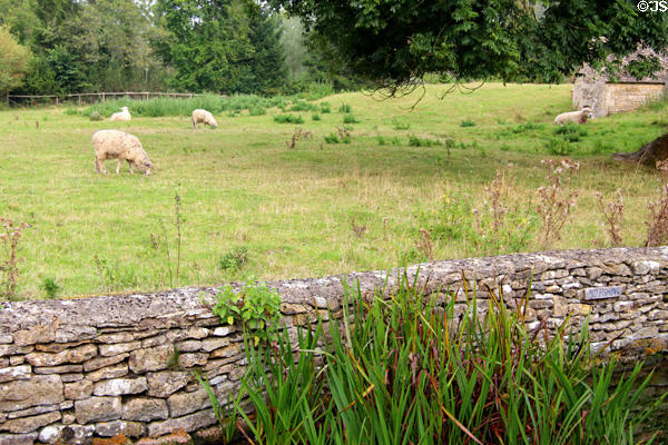 Sheep grazing in pasture near dry stone fence i.e. carefully selected interlocking stones & no mortar. Lower Slaughter, England.
