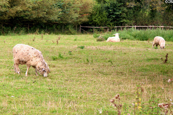 Sheep grazing in pasture on edge of town. Lower Slaughter, England.