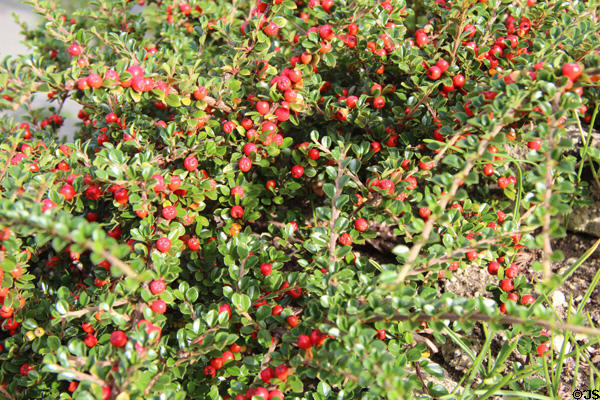 Cotoneaster shrub berries. Stanton, England.