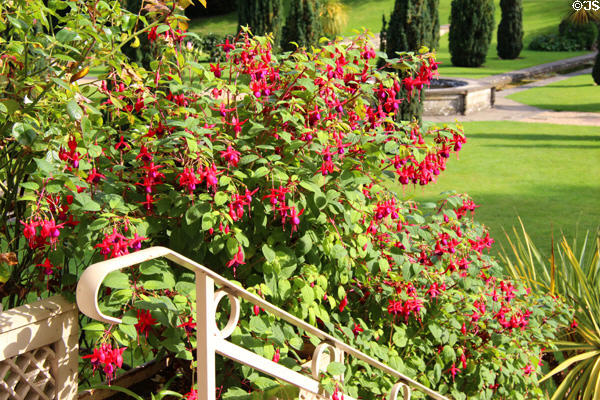 Fuchsia in full blossom at Sezincote. Moreton-in-Marsh, England.