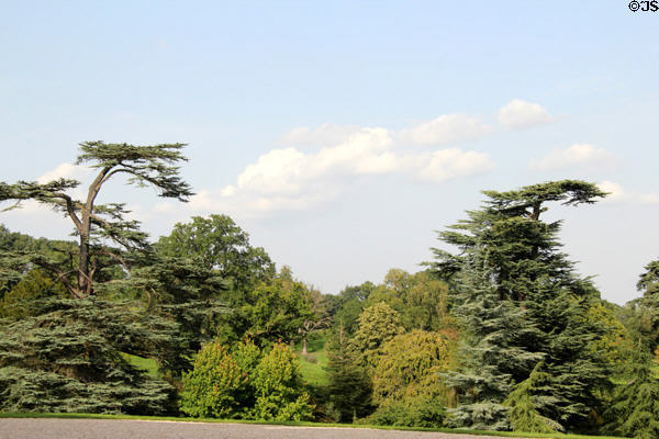 Tall cedars of Lebanon at Sezincote. Moreton-in-Marsh, England.