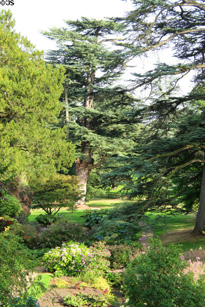 Trees & shrubs in gardens at Sezincote. Moreton-in-Marsh, England.