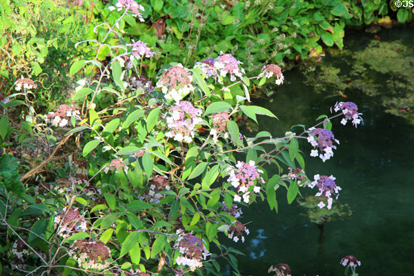 Hydrangea bush on bank of stream at Sezincote. Moreton-in-Marsh, England.
