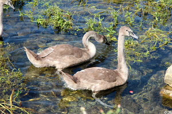 Swans on Coln River. Bibury, England.