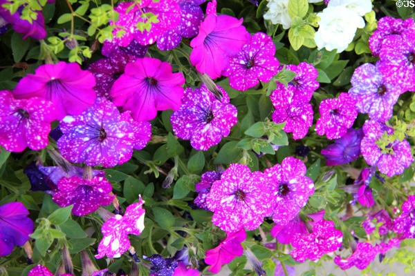 Cluster of brightly colored petunias. Cirencester, England.