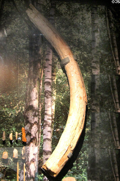 Woolly mammoth tusk found at Cotswold Water Park south of Cirencester. Cirencester, England.
