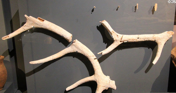 Deer antler picks grave goods used in Neolithic times to quarry stone & dig pits & ditches found at Hazleton North Long Barrow in Gloucestershire at Corinium Museum. Cirencester, England.