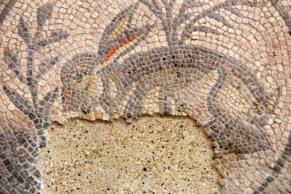 Detail of hare motif centerpiece from Roman townhouse Mosaic (4thC CE) in Cirencester at Corinium Museum. Cirencester, England.