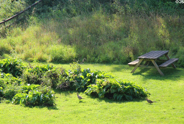 Pheasants roaming the lawn at Chedworth Roman Villa. England.