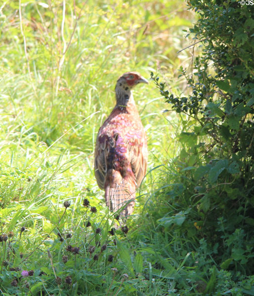 One of many pheasants in area of Chedworth Roman Villa. England.