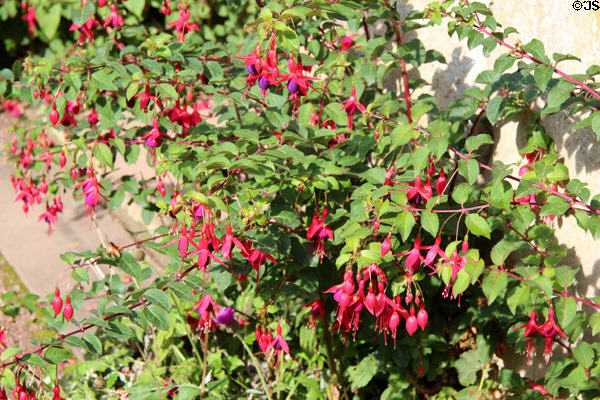 Fuchsia at Wightwick Manor. Wolverhampton, England.